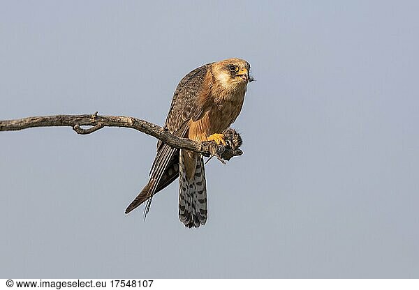 Red-footed falcon (Falco vespertinus)  female with mouse  near Hotobagyi-Puszta  Hungary  Europe
