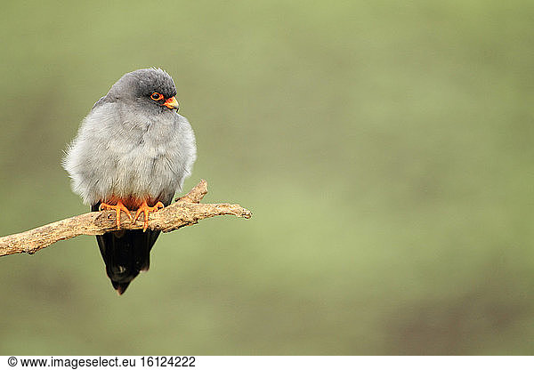 Red-footed Falcon (Falco vespertinus) male on a branch