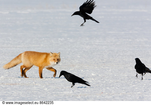 Red fox and crows  Hokkaido  Japan