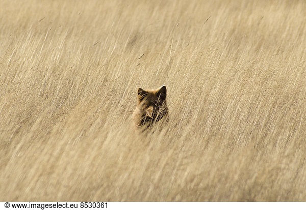 Red fox hiding in tall grass