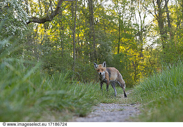 Red fox on path in forest  Vulpes vulpes  Springtime  Germany  Europe