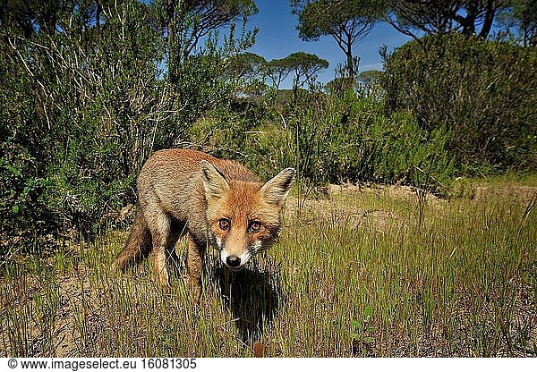 Red Fox on the lookout in pine forest