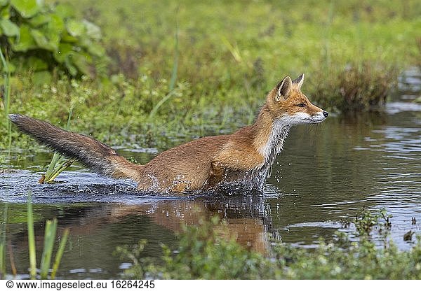 Red fox (Vulpes vulpes) crosses waters  jump  action  Netherlands