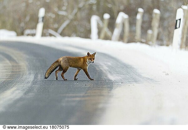 Red Fox (Vulpes vulpes)  crossing country road  Lower Saxony  Germany  side IRotfuchs ueberquert Strasse  Niedersachsen  Deutschland  seitlich  Europe