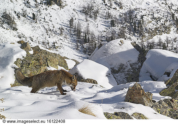 Red fox (Vulpes vulpes) in autumn snow in winter coat  Mercantour NP  Alps  France