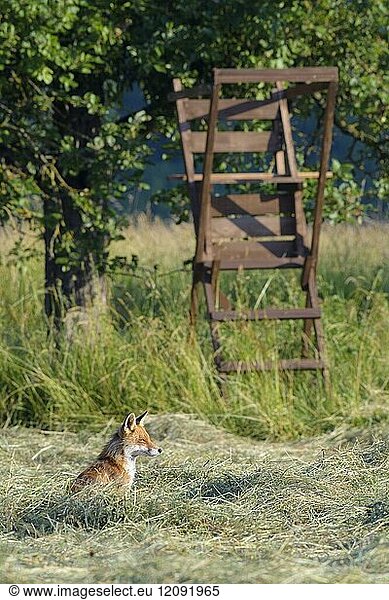 Red fox (Vulpes vulpes) in front of hunting blind  Summer  Hesse  Germany  Europe.