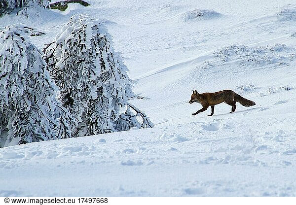 Red fox (Vulpes vulpes) in winter landscape  Brocken  Harz Mountains  Saxony-Anhalt