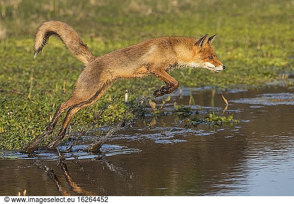 Red fox (Vulpes vulpes) jumps over a water body  jump  action  Netherlands