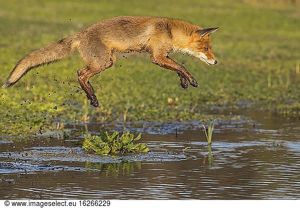 Red fox (Vulpes vulpes) jumps over a water body  jump  action  Netherlands