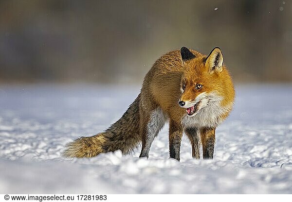Red fox (Vulpes vulpes) Winter  snow  frost  Middle Elbe Biosphere Reserve  Saxony-Anhalt  Germany  Europe