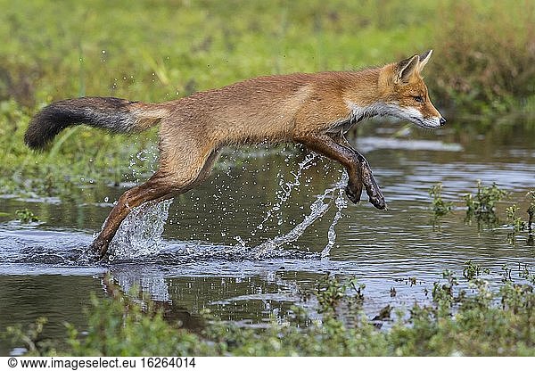 Red fox (Vulpes vulpes)  Young fox jumps over a water body  Jump  Action  Netherlands