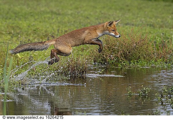 Red fox (Vulpes vulpes)  Young fox jumps over a water body  Jump  Action  Netherlands