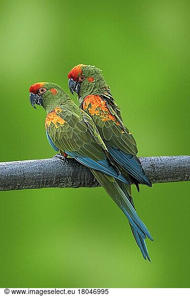Red-fronted macaw (Ara rubrogenys) (South America) (bird) (birds) (macaws) (parrots) (parrots) (animals) (animals) (outside) (outdoor) (branch) (green) (green) (side) (side) (adult) (pair) (pair) (two) (affection) (affection)