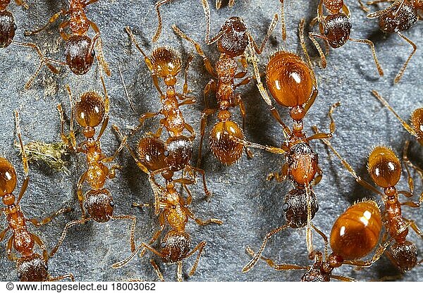 Red garden ant  Red yellow knot ant (Myrmica rubra)  Red garden ants  Red yellow knot ants  Other animals  Insects  Animals  Ants  Red ant adult workers and queen  Powys  Wales  United Kingdom  Europe