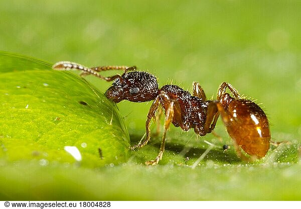 Red garden ant  Red yellow knot ant  Red garden ants (Myrmica rubra)  Red yellow knot ants  Other animals  Insects  Animals  Ants  Red Ant adult worker  drinking from water droplet  Powys  Wales  United Kingdom  Europe