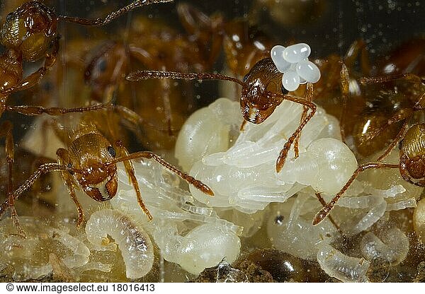 Red garden ant  Red yellow knot ant  Red garden ants (Myrmica rubra)  Red yellow knot ants  Other animals  Insects  Animals  Ants  Red Ant adult workers  tending eggs  larvae and pupae  taken through side of artificial nest 'Ant World'  Powy