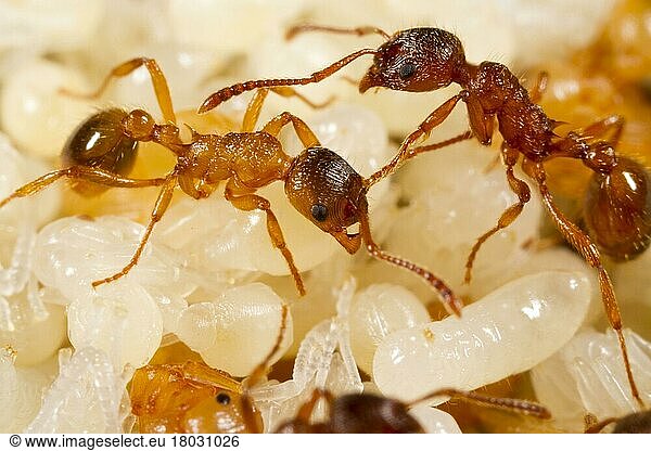 Red garden ant  Red yellow knot ant  Red garden ants (Myrmica rubra)  Red yellow knot ants  Other animals  Insects  Animals  Ants  Red Ant adult workers  tending pupae in nest  Powys  Wales  United Kingdom  Europe