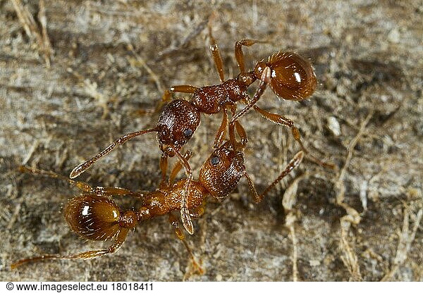 Red garden ant  Red yellow knot ant  Red garden ants (Myrmica rubra)  Red yellow knot ants  Other animals  Insects  Animals  Ants  Red Ant two adult workers  from separate nests  fighting  Powys  Wales  United Kingdom  Europe