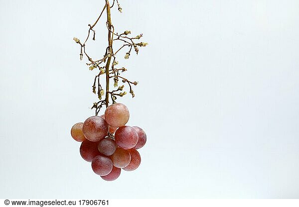 Red grape vine (Vitis vinifera) on panicle  partially picked  against light background