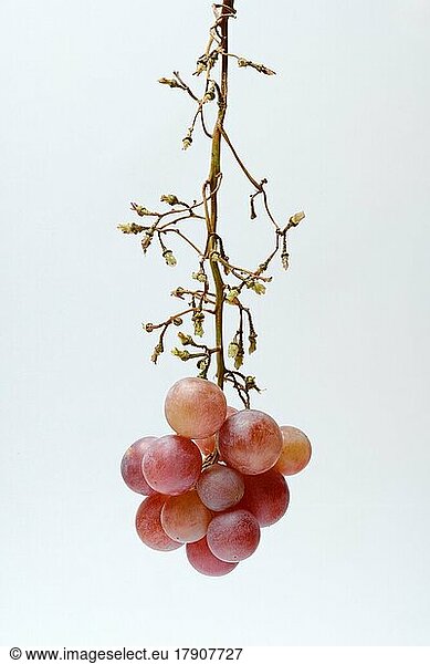 Red grape vine (Vitis vinifera) on panicle  partially picked  against light background