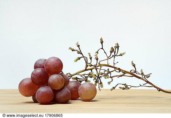 Red grape vine (Vitis vinifera)  partly picked off