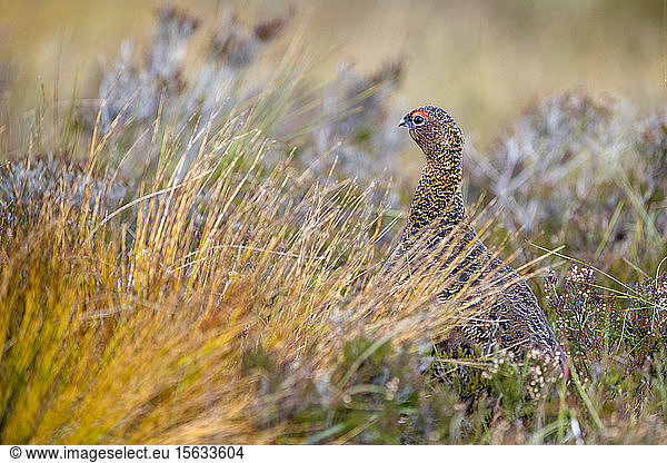 Red Grouse on a meadow
