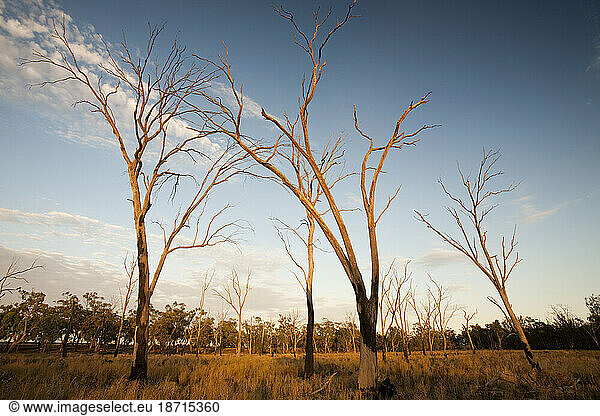 Red Gum trees are iconic Australian trees that grow along the banks of the Murray River. They rely on a regular flood cycle to survive. The unprecedented drought of the last 15 yea