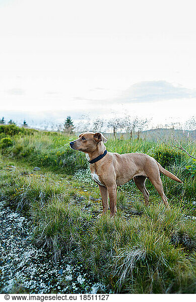 red-haired dog with a black collar on a mountain road among grasses
