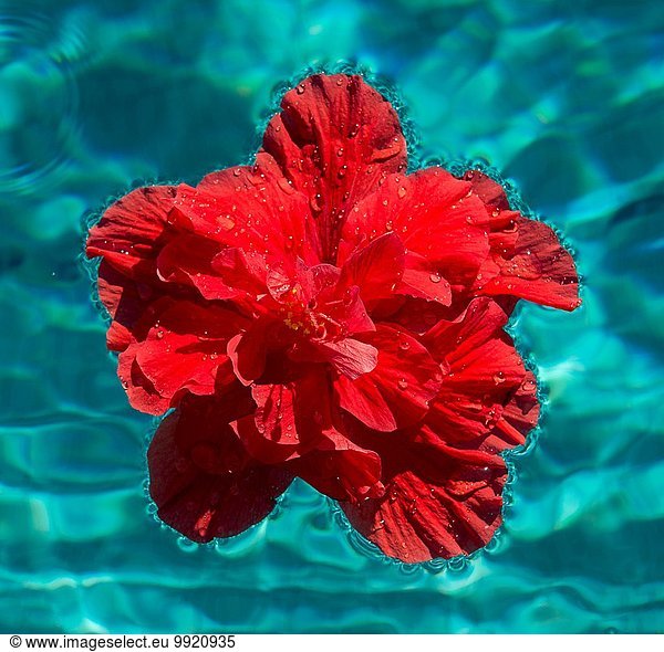 Red hibiscus flower floating in swimming pool