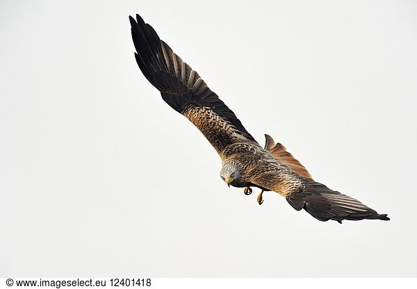 Red Kite ( Milvus milvus )  adult bird of prey  in spectacular hunting flight against clean sky  wildlife  Europe.