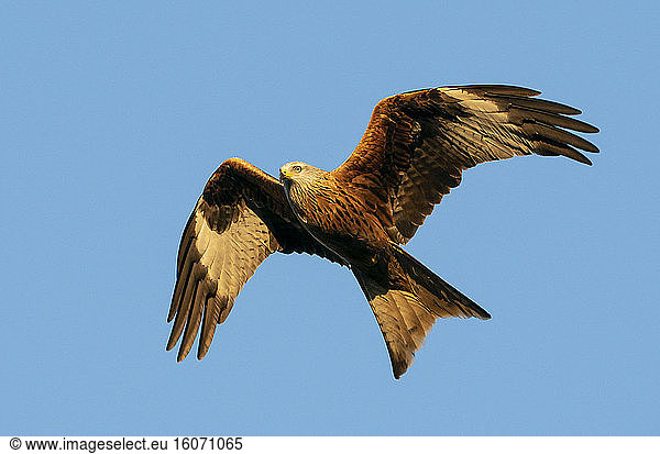 Red kite (Milvus milvus) in flight  England