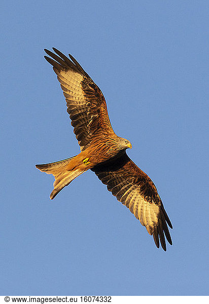 Red kite (Milvus milvus) in flight  England