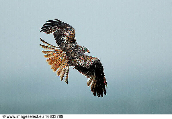 Red Kite (Milvus milvus) in flight England