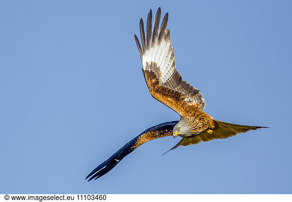 Red kite (Milvus milvus) in flight preparing to dive  Rhayader  Wales  United Kingdom  Europe