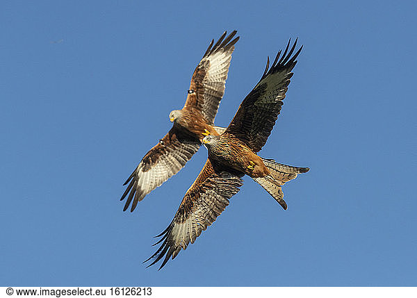 Red kite (Milvus milvus) in flight  Wales