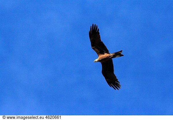 Red kite (Milvus milvus). Monfrague Natural Park. Caceres province. Extremadura. Spain.
