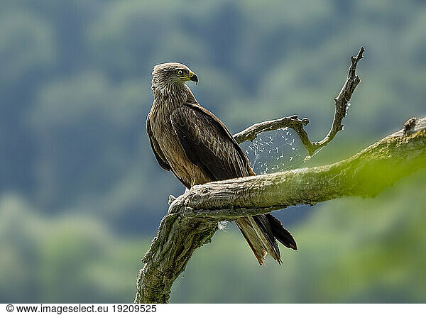 Red kite (Milvus milvus) perching on branch