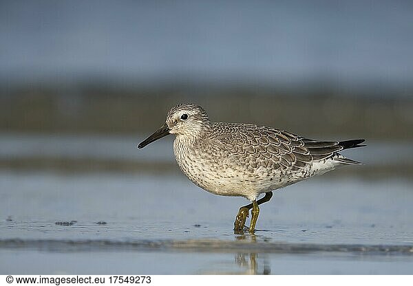 Red knot (Calidris canutus) at the Baltic Sea  Prerow  Germany  Europe