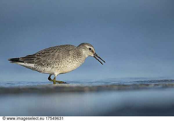 Red knot (Calidris canutus) at the Baltic Sea  Prerow  Germany  Europe