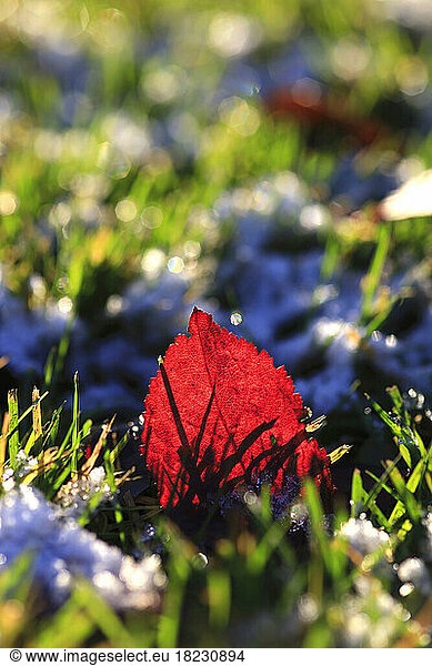Red leaf lying in grass
