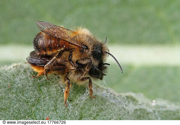 Red mason bee
