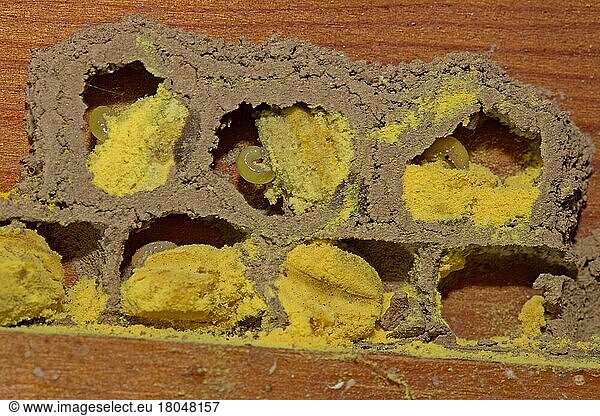 Red mason bee (Osmia bicornis)  breeding cell  wooden beam