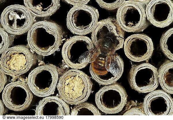 Red Mason Bee (Osmia rufa) adult female  at nesthole in cardboard tube  Powys  Wales  United Kingdom  Europe