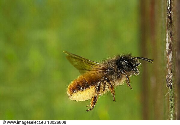 Red Mason Bee (Osmia rufa) adult female  in flight  carrying load of pollen to nesthole  Powys  Wales  United Kingdom  Europe