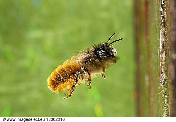 Red Mason Bee (Osmia rufa) adult female  in flight to nesthole  Powys  Wales  United Kingdom  Europe