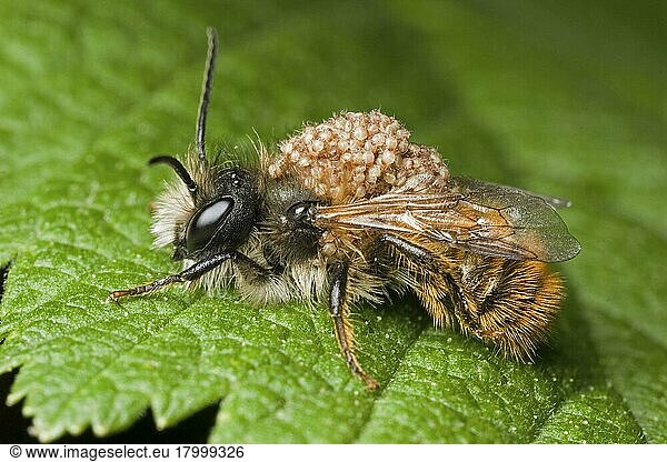 Red Mason Bee (Osmia rufa) adult  infested with parasitic mites  Leicestershire  England  United Kingdom  Europe