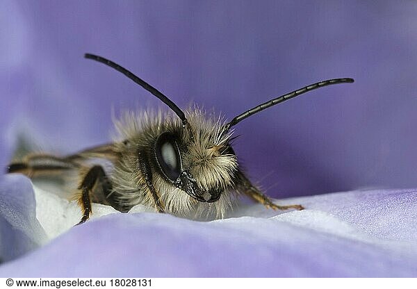 Red Mason Bee (Osmia rufa) adult  on Greater Periwinkle (Vinca major) flower  Leicestershire  England  United Kingdom  Europe