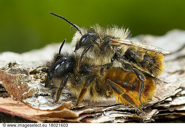 Red Mason Bee (Osmia rufa) adult pair  mating  Powys  Wales  United Kingdom  Europe