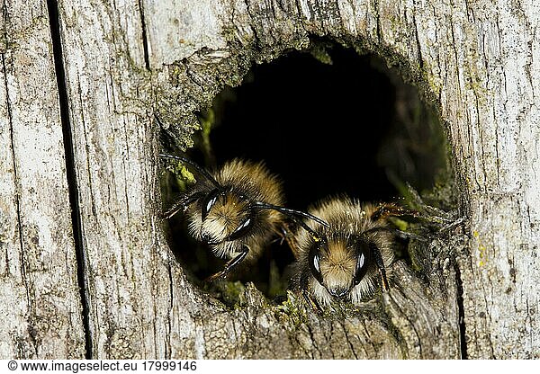 Red Mason Bee (Osmia rufa) two adult males  roosting in hole during cool weather  Powys  Wales  United Kingdom  Europe
