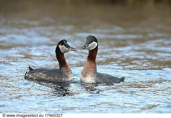 Red-necked grebe (Podiceps grisegena)  couple  mating  courtship  Fehmarn Island  Schleswig-Holstein  Germany  Europe